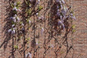 Wisterias - klimhulpsystemen - spankabels - Carl Stahl Green Walls